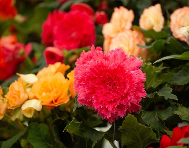 Ballarat Begonia Festival