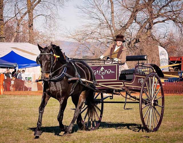 Campbell Town Show